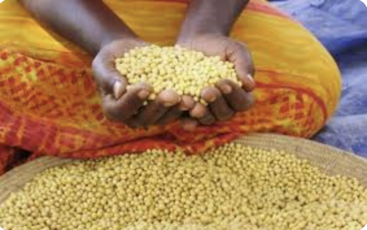 Soya Beans from Ghana